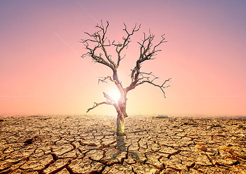 tree in drought earth - blog